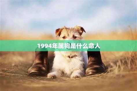 1994是什么狗|1994年属什么生肖 